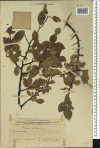 Слива колючая, Терн L., Кавказ, Азербайджан (K6) (Азербайджан)