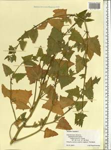 Лебеда лежачая, Лебеда простертая DC., Восточная Европа, Западный район (E3) (Россия)