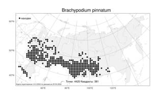 Brachypodium pinnatum, Коротконожка перистая (L.) P.Beauv., Атлас флоры России (FLORUS) (Россия)