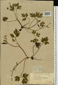 Лютик ползучий L., Восточная Европа, Центральный лесостепной район (E6) (Россия)