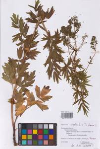 Thalictrum flavum × simplex, Восточная Европа, Северо-Западный район (E2) (Россия)
