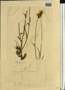 Pseudopodospermum hispanicum subsp. hispanicum, Восточная Европа, Эстония (E2c) (Эстония)