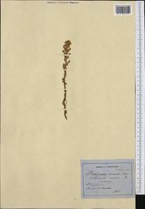 Фелипанхе ветвистая (L.) Pomel, Западная Европа (EUR) (Швейцария)