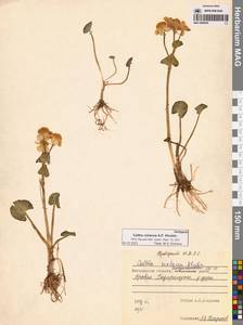 Калужница сибирская Regel, Сибирь, Чукотка и Камчатка (S7) (Россия)