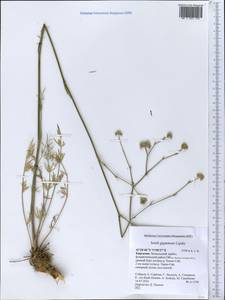 Жабрица гигантская Lipsky, Средняя Азия и Казахстан, Западный Тянь-Шань и Каратау (M3) (Киргизия)