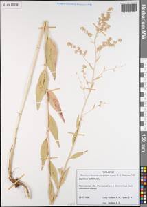 Клоповник широколистный L., Восточная Европа, Центральный лесной район (E5) (Россия)