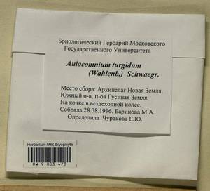 Aulacomnium turgidum (Wahlenb.) Schwägr., Гербарий мохообразных, Мхи - Архангельская и Вологодская области, Коми, Ненецкий АО (B7) (Россия)