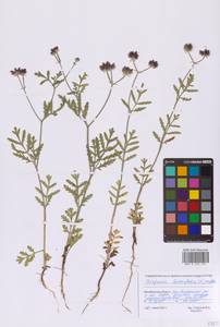 Тургеневия широколистная (L.) Hoffm., Восточная Европа, Восточный район (E10) (Россия)