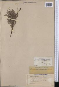 Limoniastrum monopetalum (L.) Boiss., Западная Европа (EUR) (Франция)
