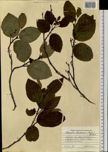 Ольховник кустарниковый, Ольха кустарниковая (Rupr.) Raus, Сибирь, Западная Сибирь (S1) (Россия)