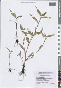 Коммелина обыкновенная L., Восточная Европа, Центральный лесостепной район (E6) (Россия)