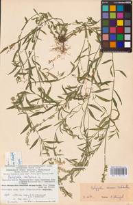 Истод хохлатый Schkuhr, Восточная Европа, Центральный район (E4) (Россия)