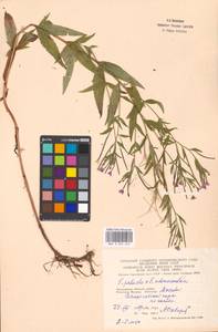 Epilobium adenocaulon × palustre, Восточная Европа, Московская область и Москва (E4a) (Россия)