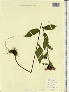 Centaurea phrygia subsp. carpatica (Porcius) Dostál, Восточная Европа, Западно-Украинский район (E13) (Украина)