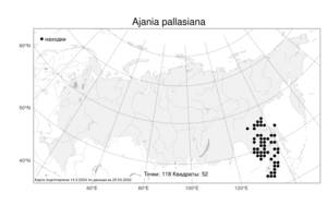 Ajania pallasiana, Аяния Палласа (Fisch. ex Besser) Poljakov, Атлас флоры России (FLORUS) (Россия)