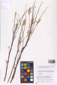 Astragalus astrachanicus Sytin & Laktionov, Восточная Европа, Нижневолжский район (E9) (Россия)
