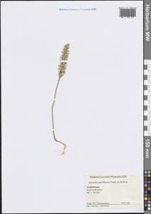 Alyssum strigosum subsp. strigosum, Кавказ, Азербайджан (K6) (Азербайджан)