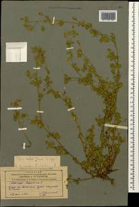 Люцерна хмелевидная L., Кавказ, Азербайджан (K6) (Азербайджан)