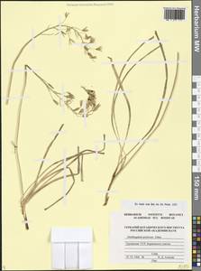 Птицемлечник пиренейский L., Кавказ, Грузия (K4) (Грузия)