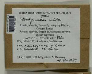 Didymodon validus Limpr., Гербарий мохообразных, Мхи - Якутия (B19) (Россия)