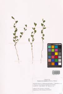 Куммеровия прилистниковая (Maxim.) Makino, Сибирь, Дальний Восток (S6) (Россия)