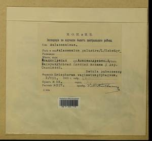Aulacomnium palustre (Hedw.) Schwägr., Гербарий мохообразных, Мхи - Москва и Московская область (B6a) (Россия)