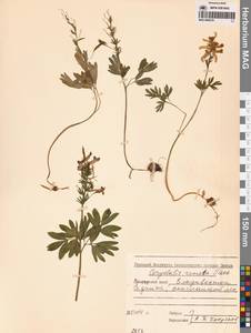 Corydalis turtschaninovii subsp. turtschaninovii, Сибирь, Дальний Восток (S6) (Россия)