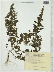 Lipandra polysperma (L.) S. Fuentes, Uotila & Borsch, Западная Европа (EUR) (Германия)