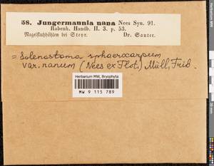 Solenostoma sphaerocarpum (Hook.) Steph., Гербарий мохообразных, Мхи - Западная Европа (BEu)