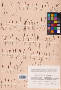 Мышехвостник маленький L., Восточная Европа, Нижневолжский район (E9) (Россия)