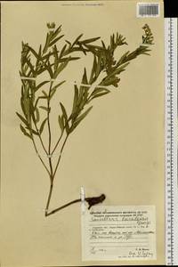 Шлемник байкальский Georgi, Сибирь, Дальний Восток (S6) (Россия)