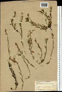 Истод хохлатый, Восточная Европа, Центральный лесостепной район (E6) (Россия)