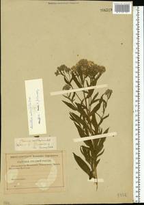 Achillea salicifolia subsp. salicifolia, Восточная Европа, Нижневолжский район (E9) (Россия)