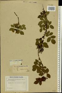 Шиповник собачий, Роза собачья L., Восточная Европа, Ростовская область (E12a) (Россия)