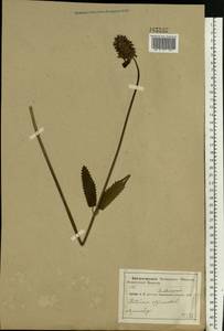 Betonica officinalis subsp. officinalis, Восточная Европа, Центральный район (E4) (Россия)