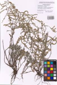 Artemisia caerulescens subsp. caerulescens, Восточная Европа, Средневолжский район (E8) (Россия)