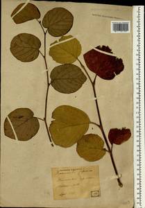 Hamamelis japonica Sieb. & Zucc., Зарубежная Азия (ASIA) (Япония)