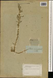 Nitrosalsola vermiculata (L.) Theodorova, Зарубежная Азия (ASIA) (Неизвестно)