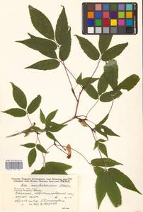 Клен маньчжурский Maxim., Сибирь, Дальний Восток (S6) (Россия)