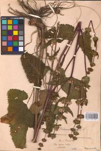 MHA 0 154 161, Зопничек клубненосный (L.) Moench, Восточная Европа, Центральный лесостепной район (E6) (Россия)