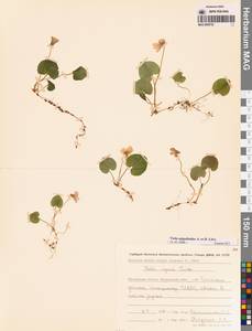 Viola epipsila subsp. repens (Turcz.) W.Becker, Сибирь, Чукотка и Камчатка (S7) (Россия)