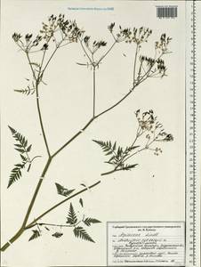 Купырь лесной (L.) Hoffm., Восточная Европа, Белоруссия (E3a) (Белоруссия)