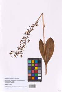 Любка зеленоцветковая (Custer) Rchb., Восточная Европа, Западный район (E3) (Россия)