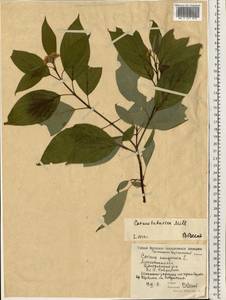 Кизил белый, Свидина белая L., Восточная Европа, Московская область и Москва (E4a) (Россия)