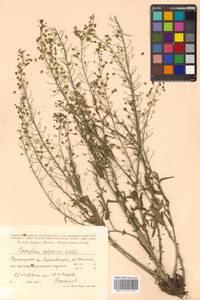 Camelina microcarpa subsp. pilosa (DC.) Jáv., Сибирь, Дальний Восток (S6) (Россия)