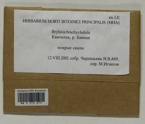 Myuroclada longiramea (Müll. Hal.) Min Li, Y.F. Wang, Ignatov & Huttunen, Гербарий мохообразных, Мхи - Чукотка и Камчатка (B21) (Россия)