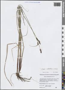 Осока неясноустая V.I.Krecz., Сибирь, Дальний Восток (S6) (Россия)