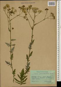 Jacobaea erucifolia subsp. grandidentata (Ledeb.) V. V. Fateryga & Fateryga, Кавказ, Северная Осетия, Ингушетия и Чечня (K1c) (Россия)