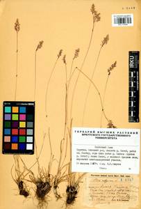 Мятлик альпийский L., Сибирь, Прибайкалье и Забайкалье (S4) (Россия)