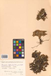 Шерлерия двухцветковая (L.) A. J. Moore & Dillenb., Сибирь, Чукотка и Камчатка (S7) (Россия)